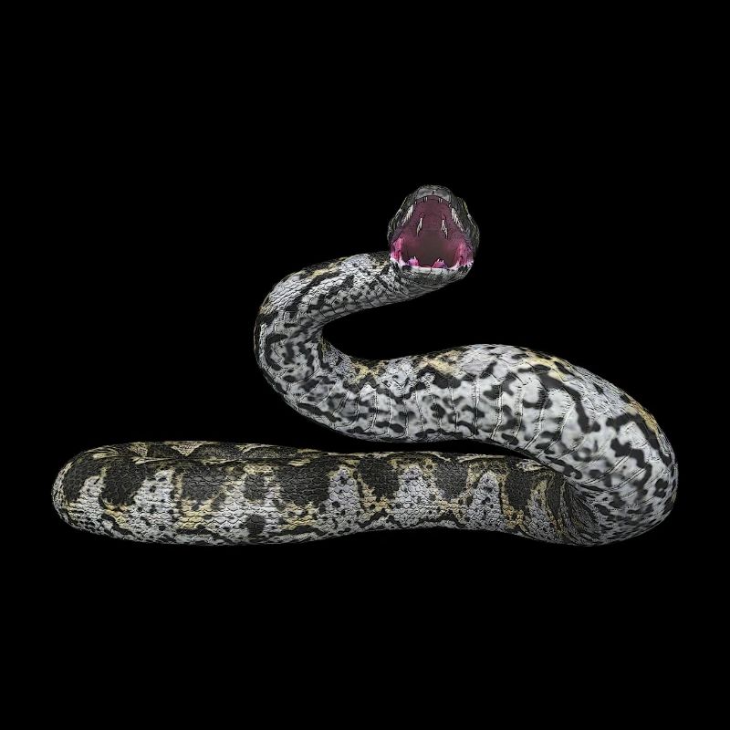 Idol snake, boa constrictor, snake