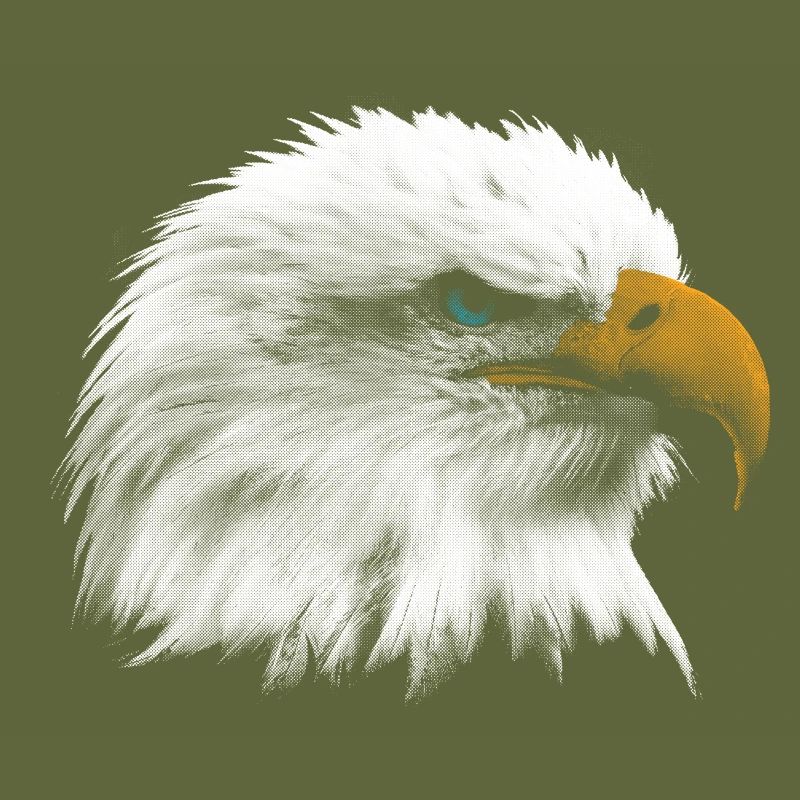 Bald eagle