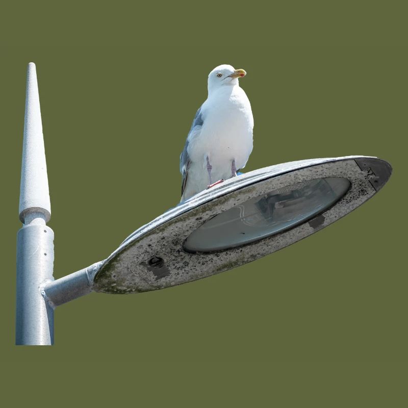 Seagull On A Lamp Post