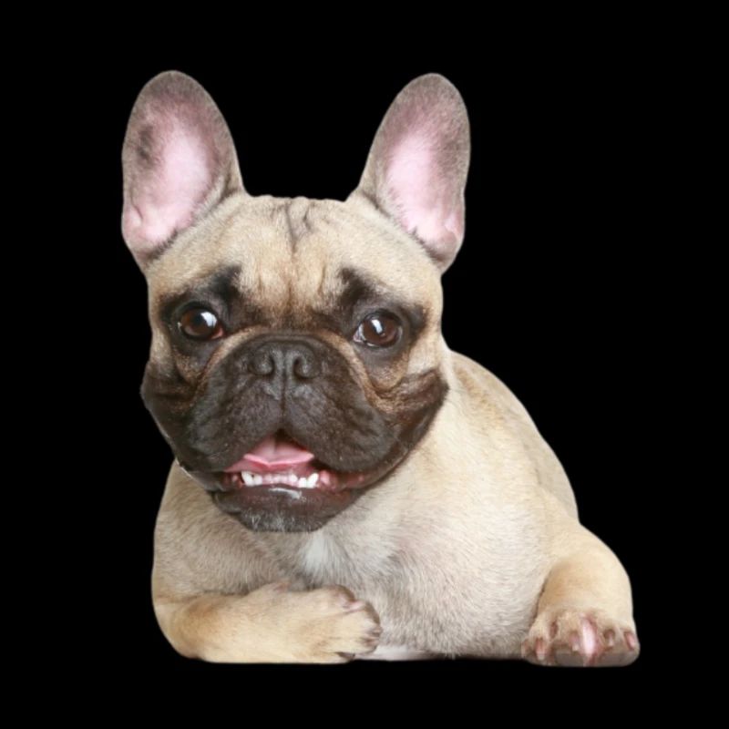 Bulldog