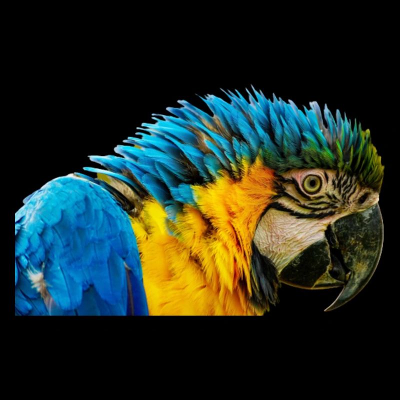 Blue Macaw beautiful eye