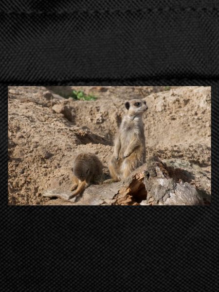Two meerkats