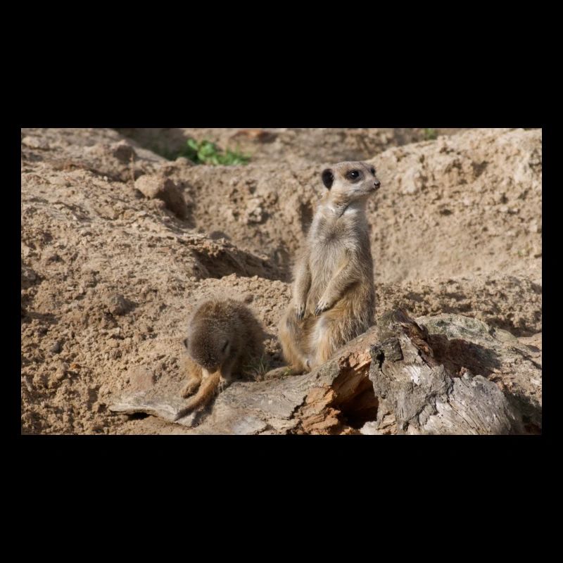 Two meerkats