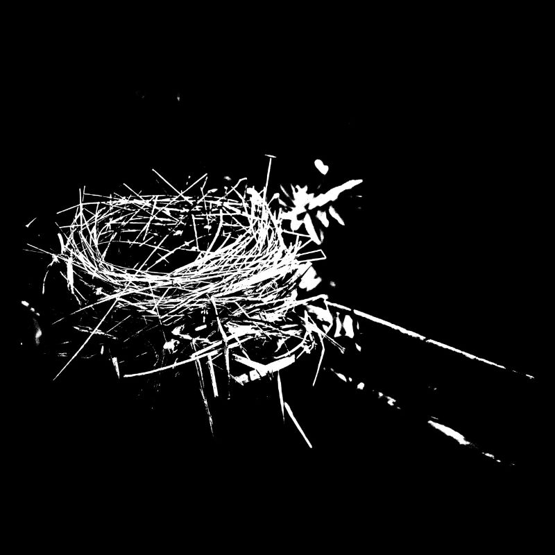 nest bird's nest