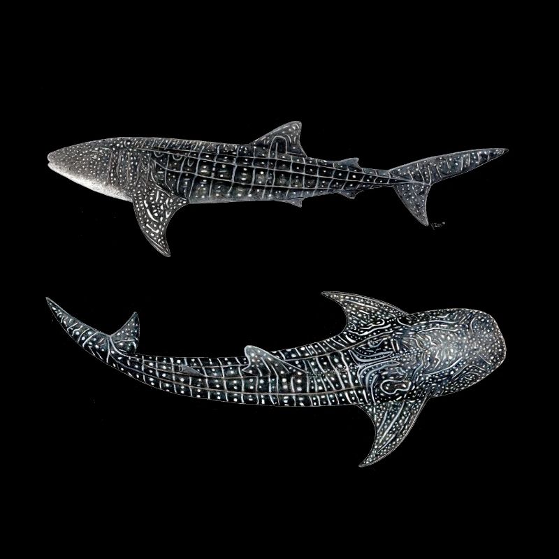 Requin baleine (Rhincodon typus)