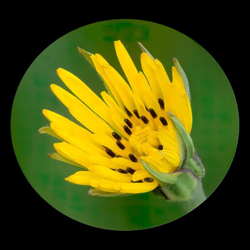 Blume