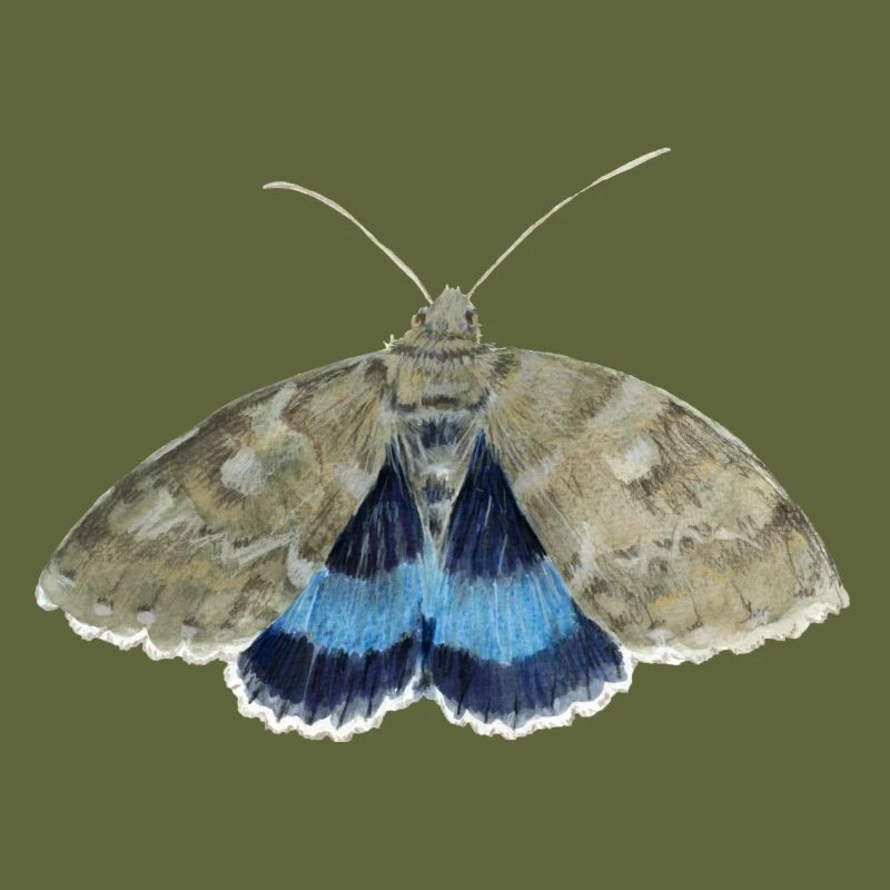 Blue underwing
