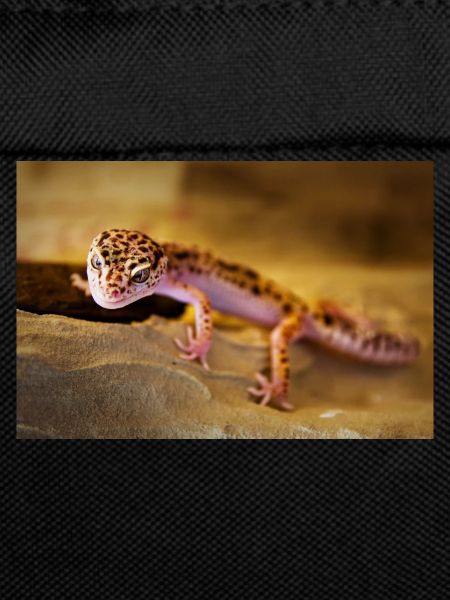 Gecko, Leopard Gecko, Reptile