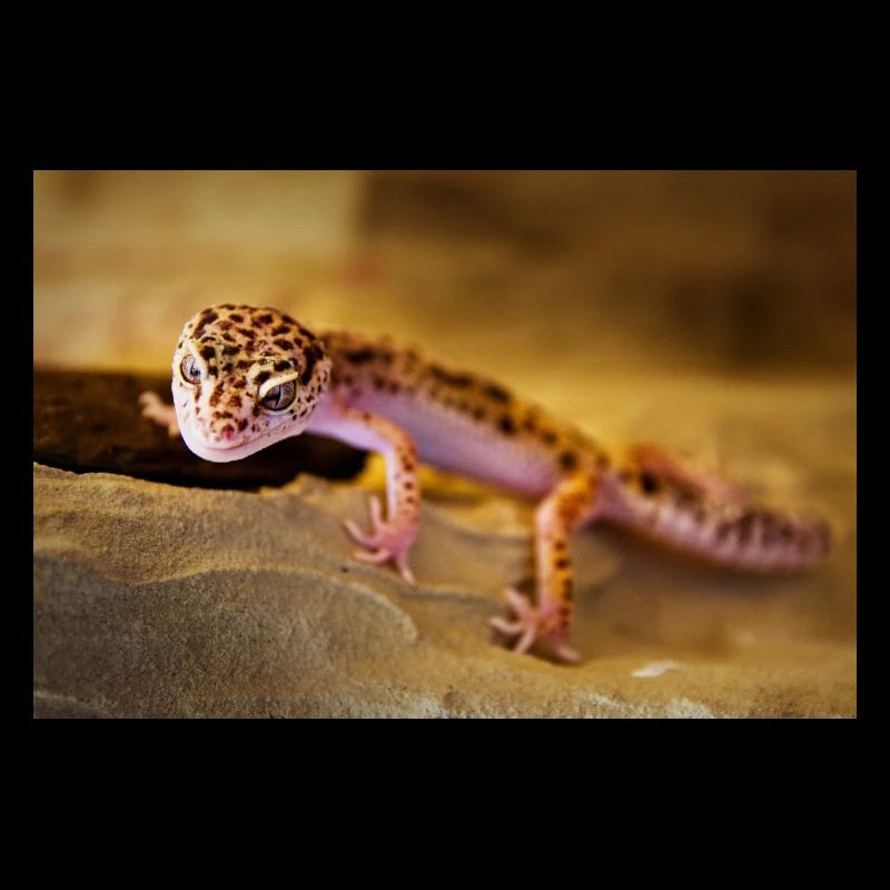 Gecko, Leopard Gecko, Reptile