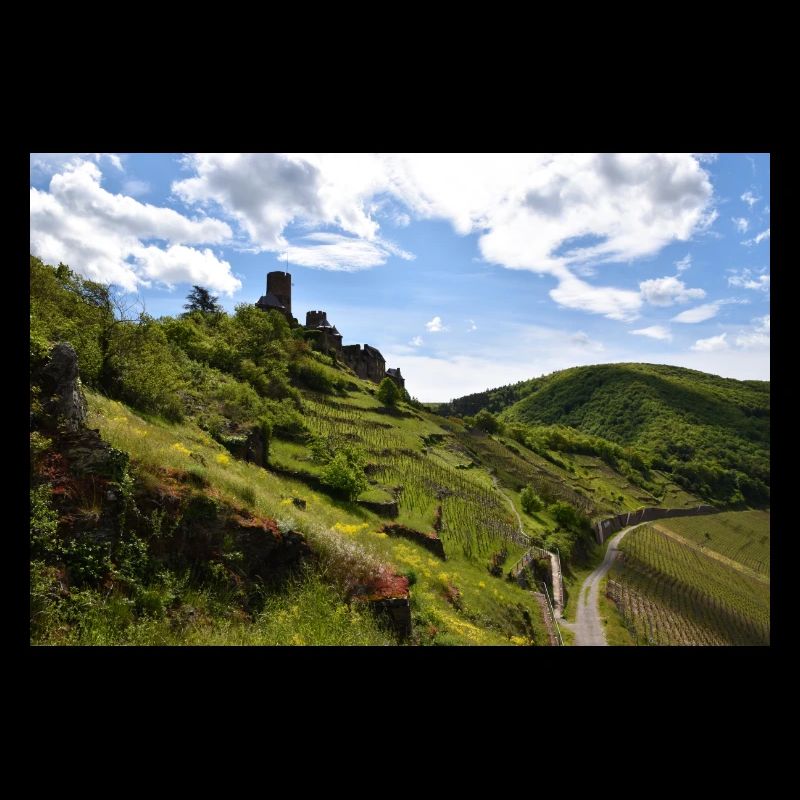 Moselle, castle, vineyard, panorama