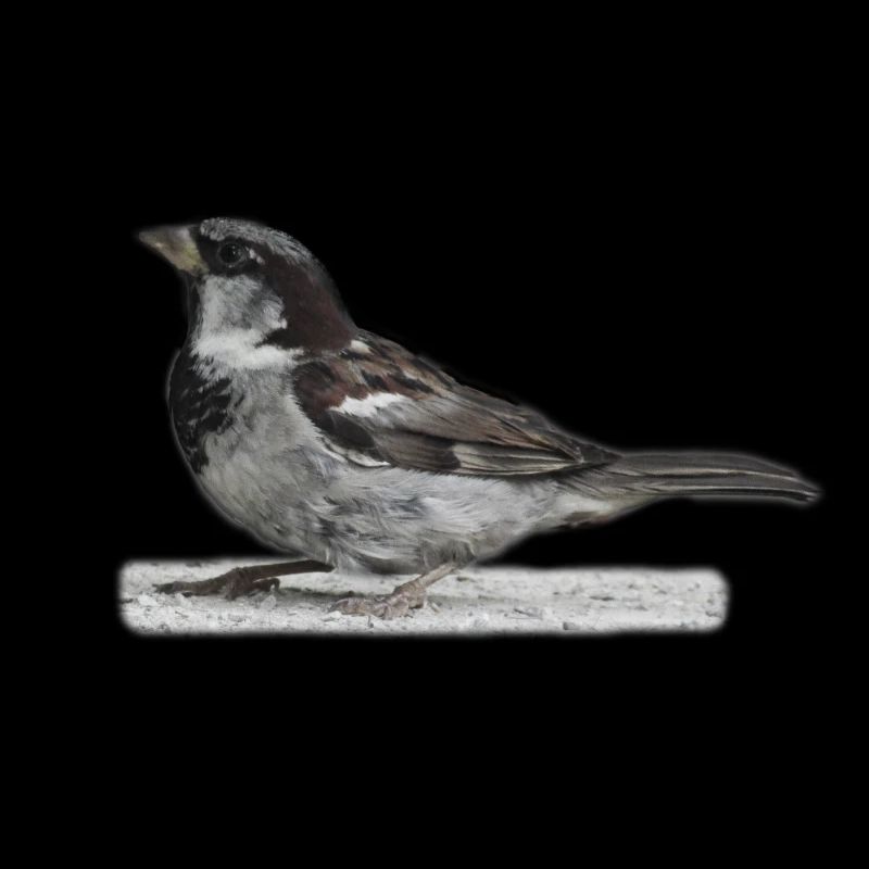 Spatz Vogel