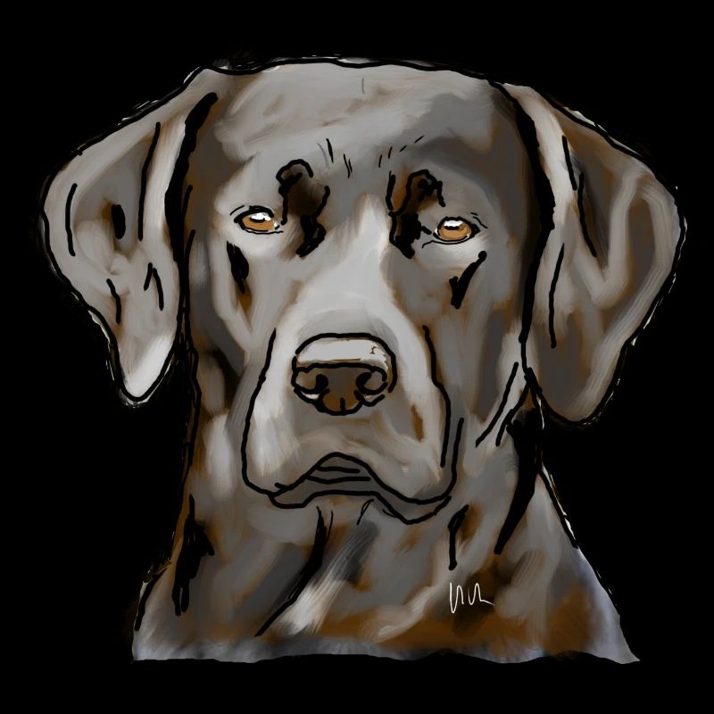 Labrador