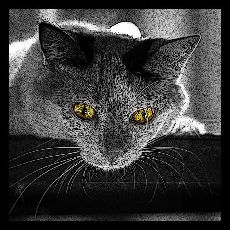 the cat