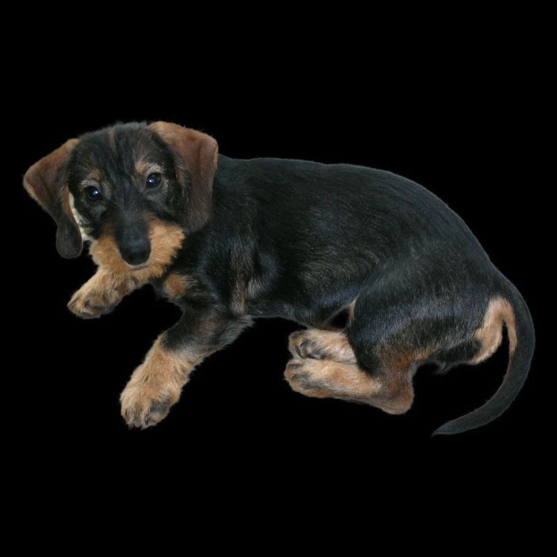 Chien chiot mignon