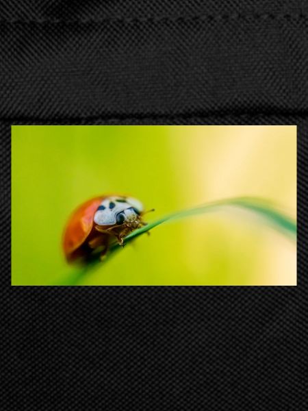 coccinelle