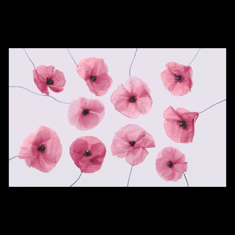 POPPY Pink Red