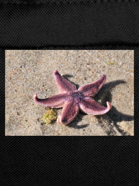 Seestern am Sandstrand