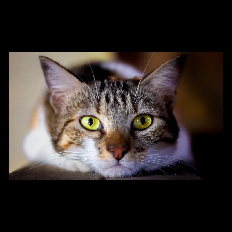 le chat au doux regard