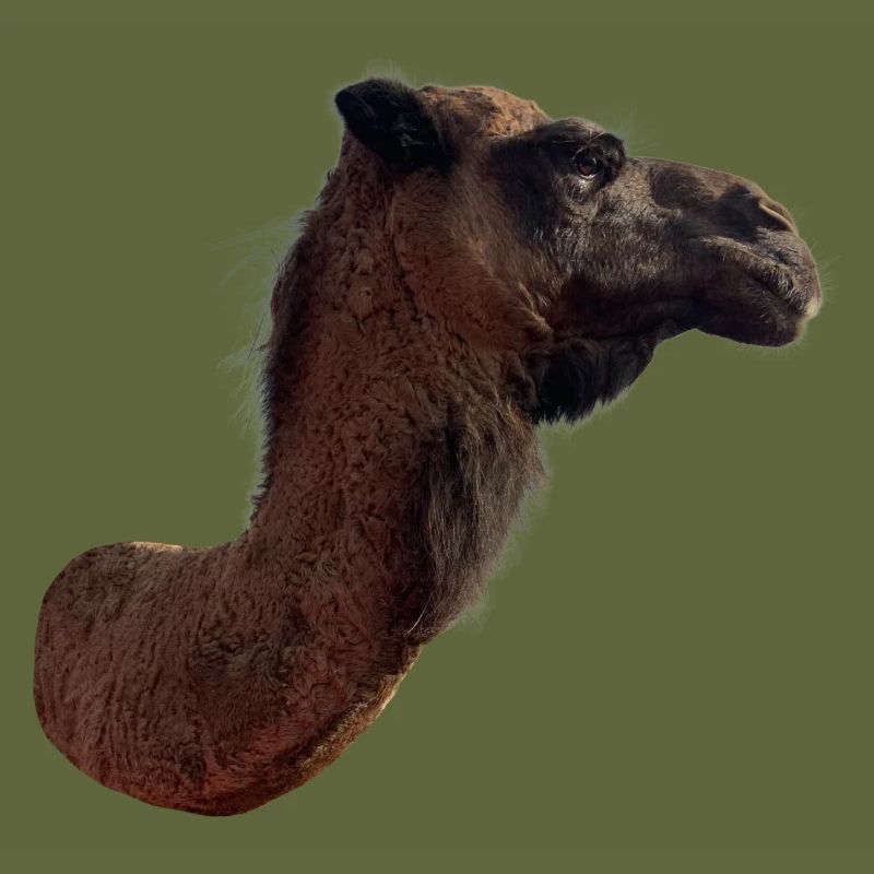 Camel