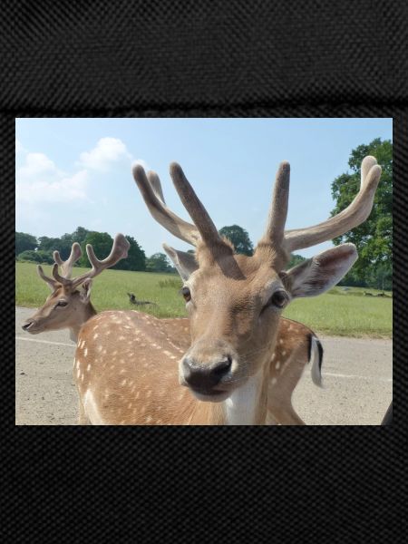 Close up of a Deer