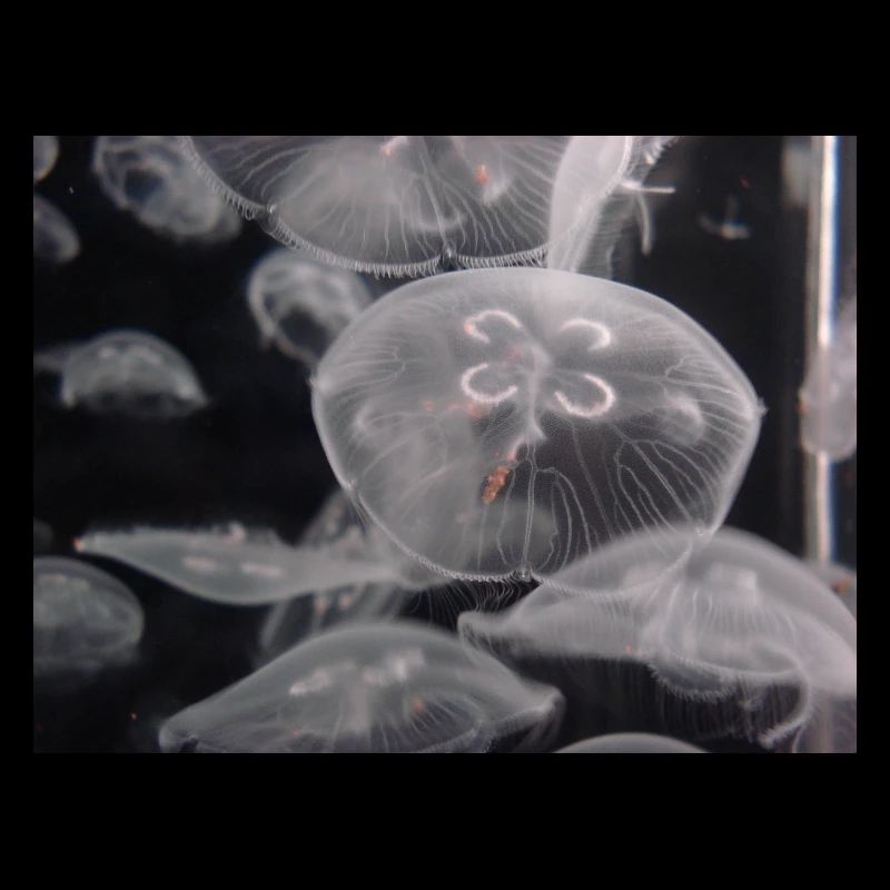 Jellyfish