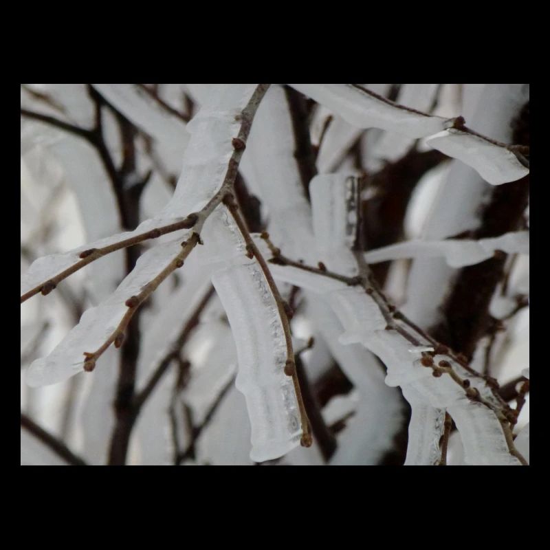 Ice on branches