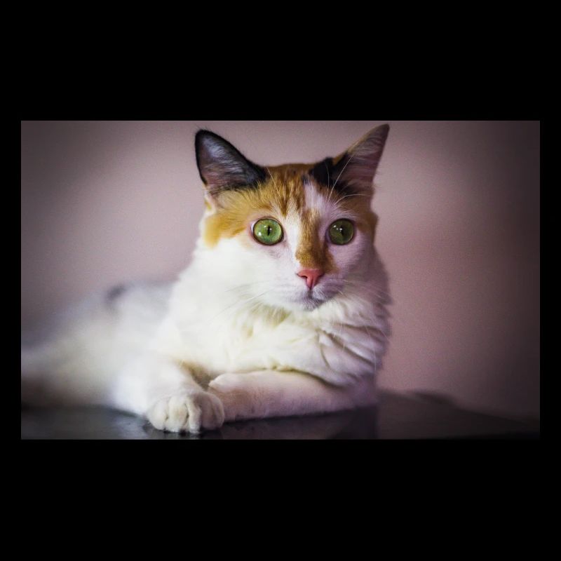 Katze