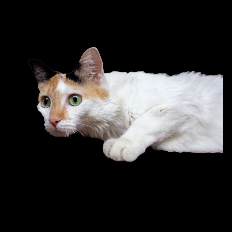 le chat au doux regard