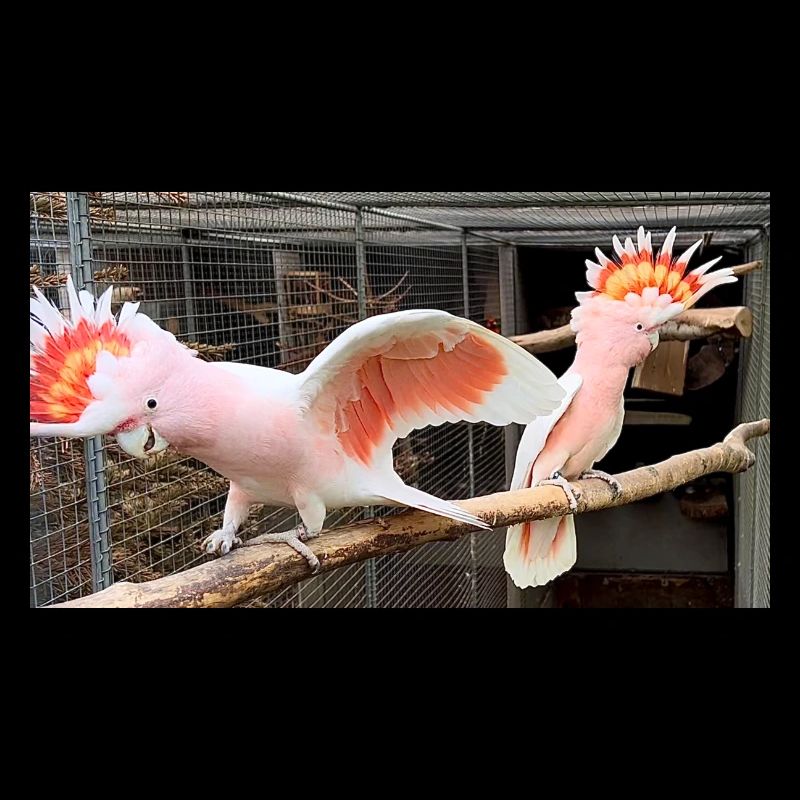 Major Mitchell Cockatoo - pair