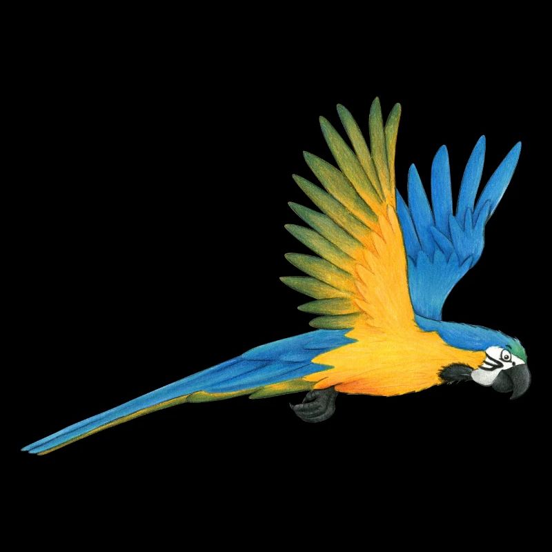 Macaw Parrot