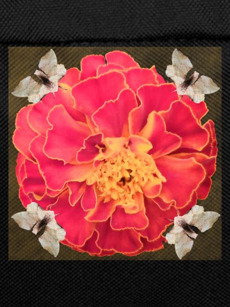 ByRino Marigolds