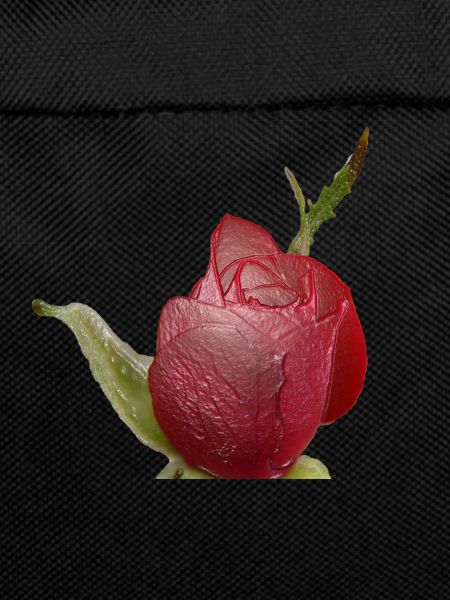 Red Rose