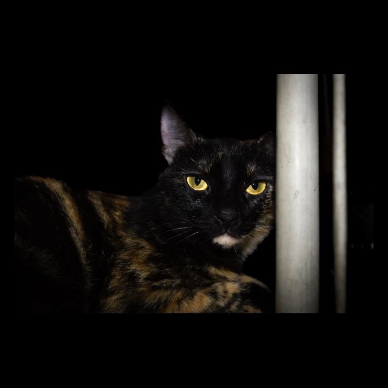the black Cat