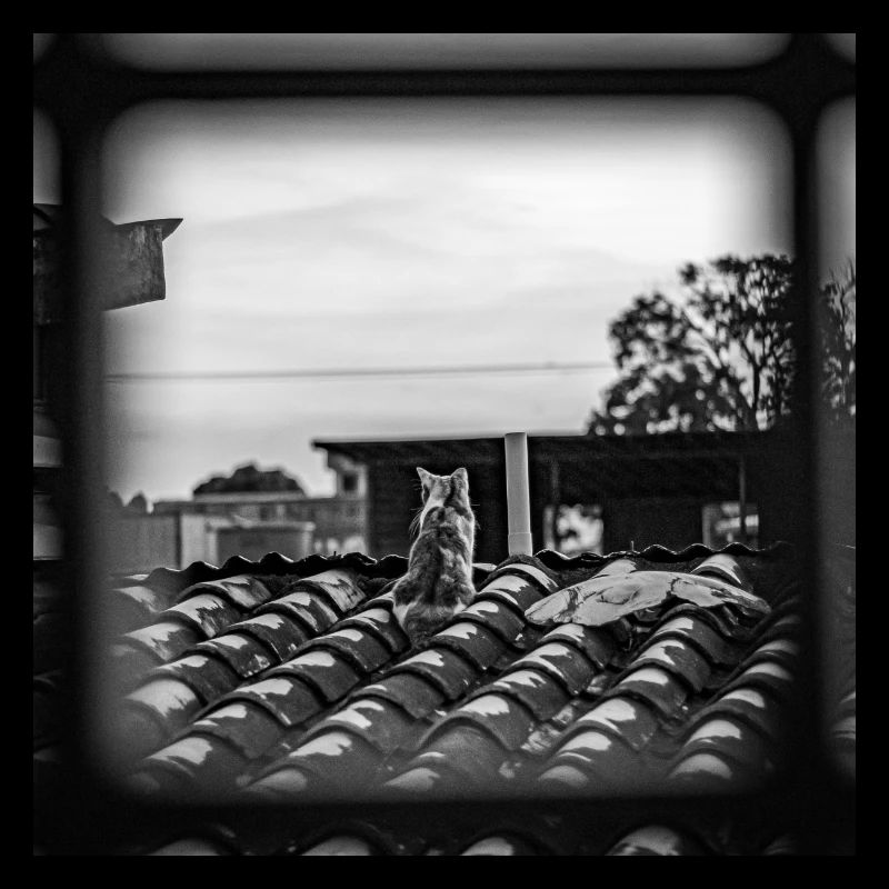 le chat sur le toit