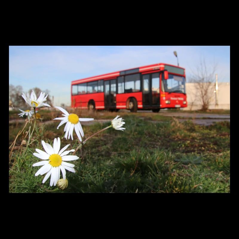 Miettes avec fleurs