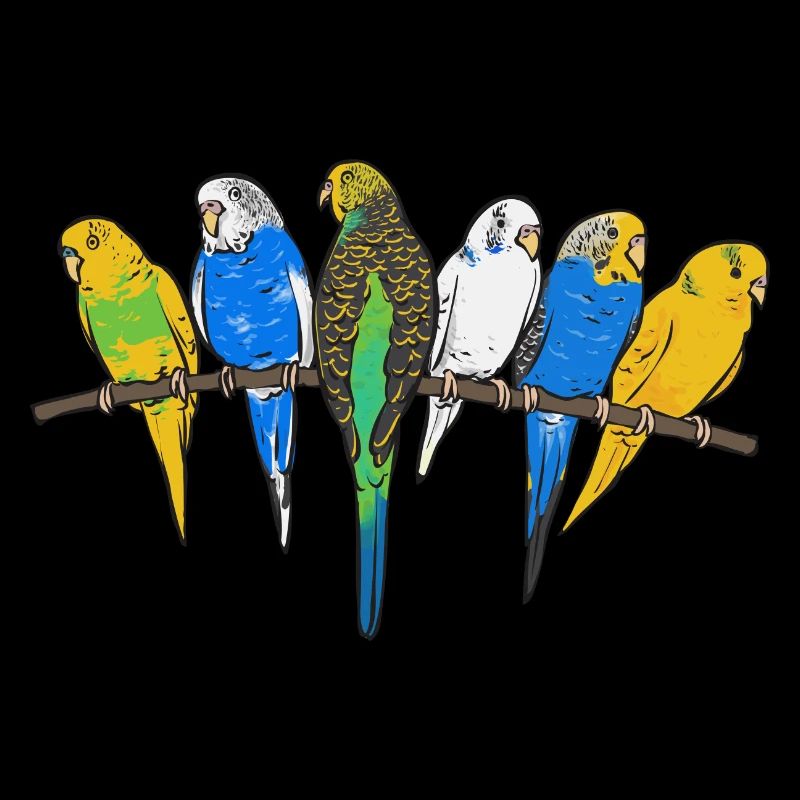 Budgerigar Parakeet Bird Pet Gift