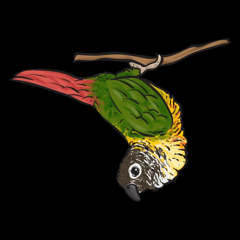 Molina Perruche Perroquet Oiseau Perruche Soleil