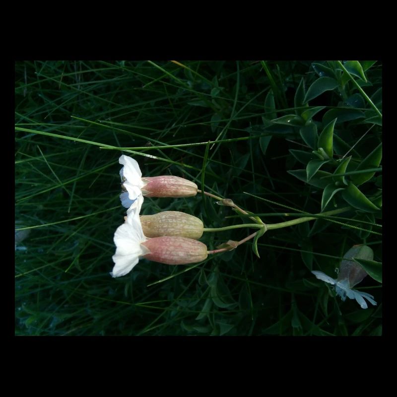 Fleur couchée par le vent