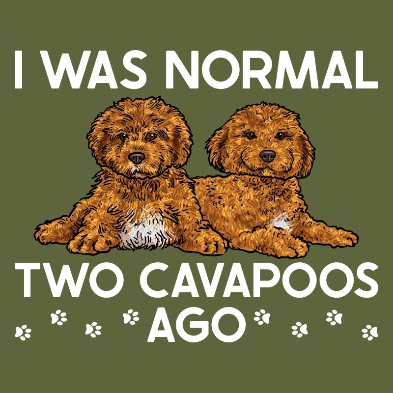 Cavapoo Cavoodle Capoodle Chien