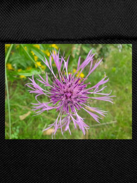 greater knapweed also centaurea Skabiosen-Flocken
