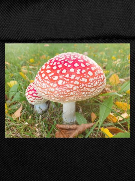 fly agaric also toadstool
