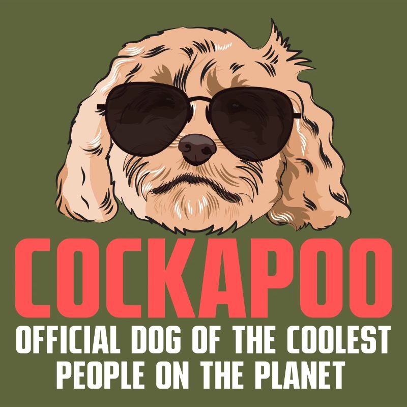 Cockapoo Hund
