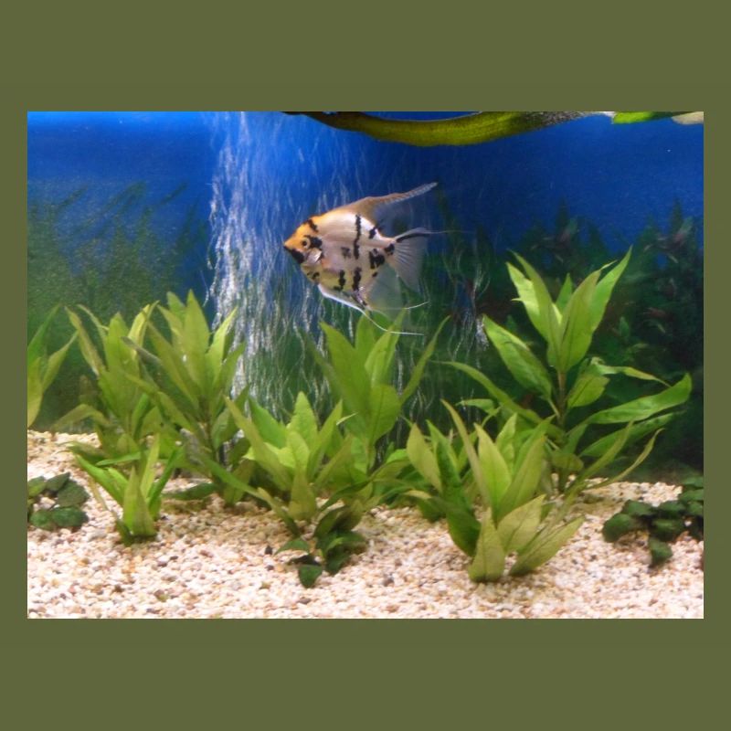 Poisson