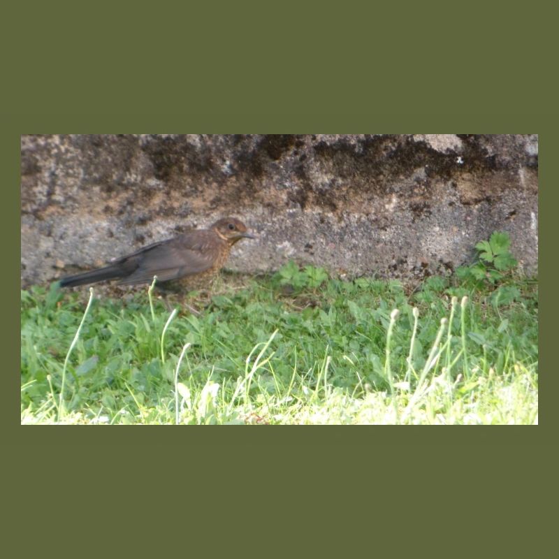 Vogel