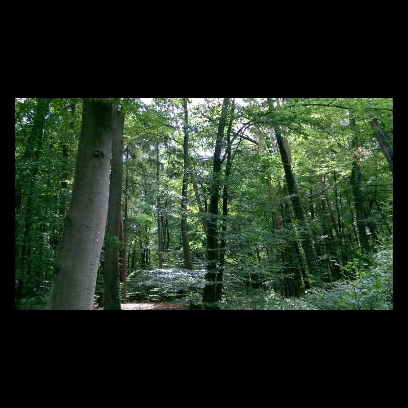 wald