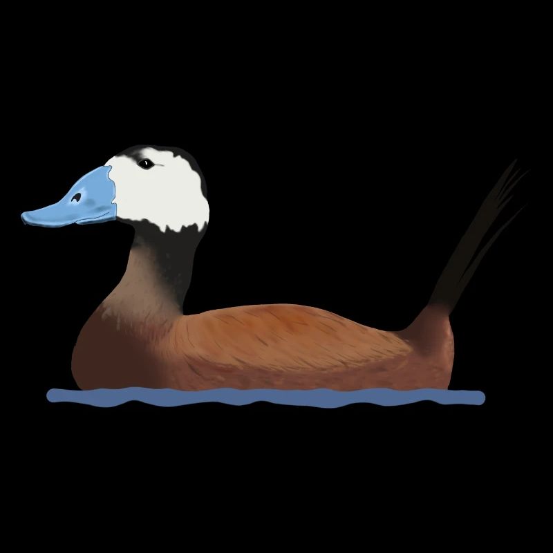 White-headed duck