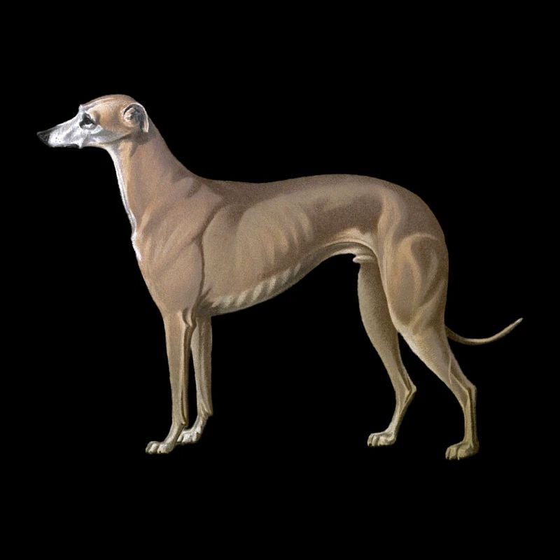 greyhound