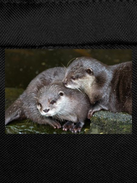 Asian small-clawed otter Zwergotter