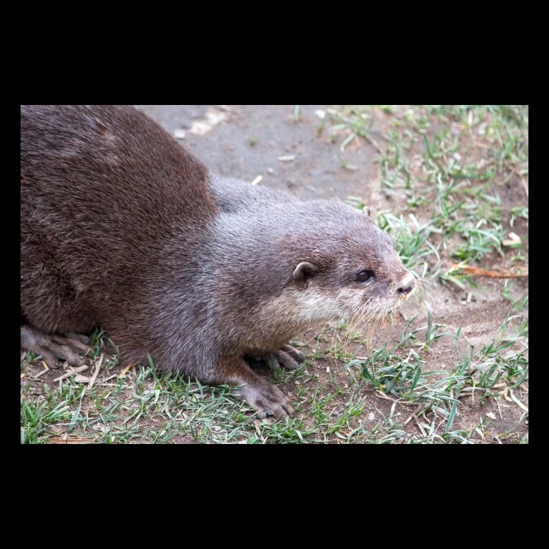 Asian small-clawed otter dwarf god