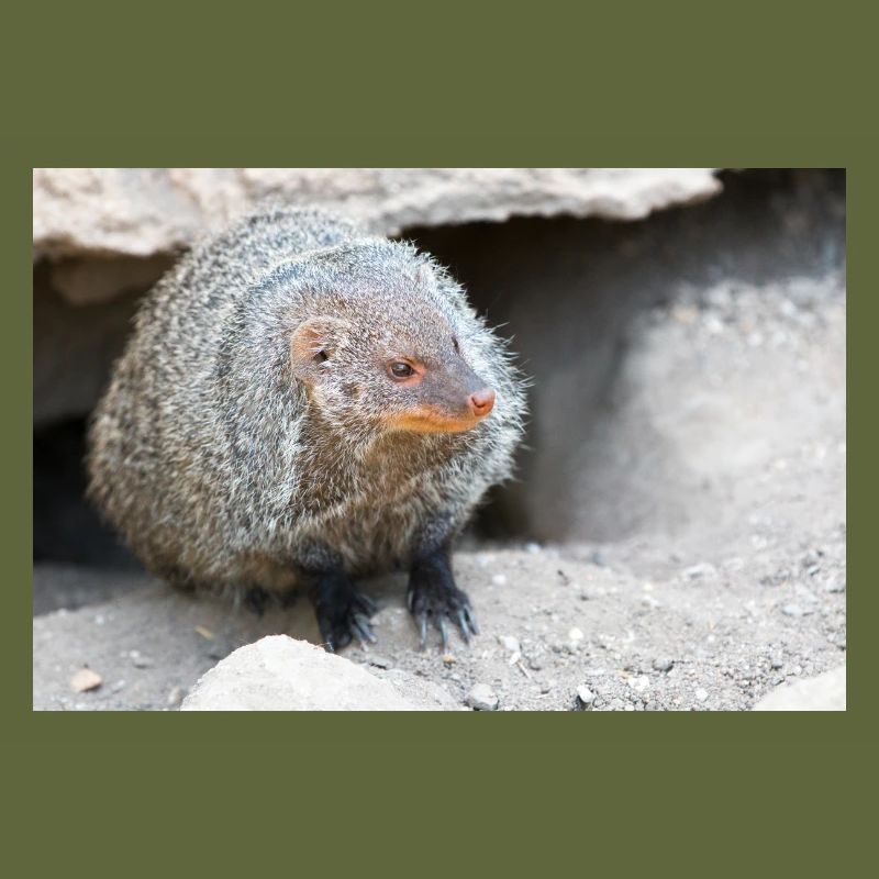 Gebänderte Manguste oder Zebramanguste